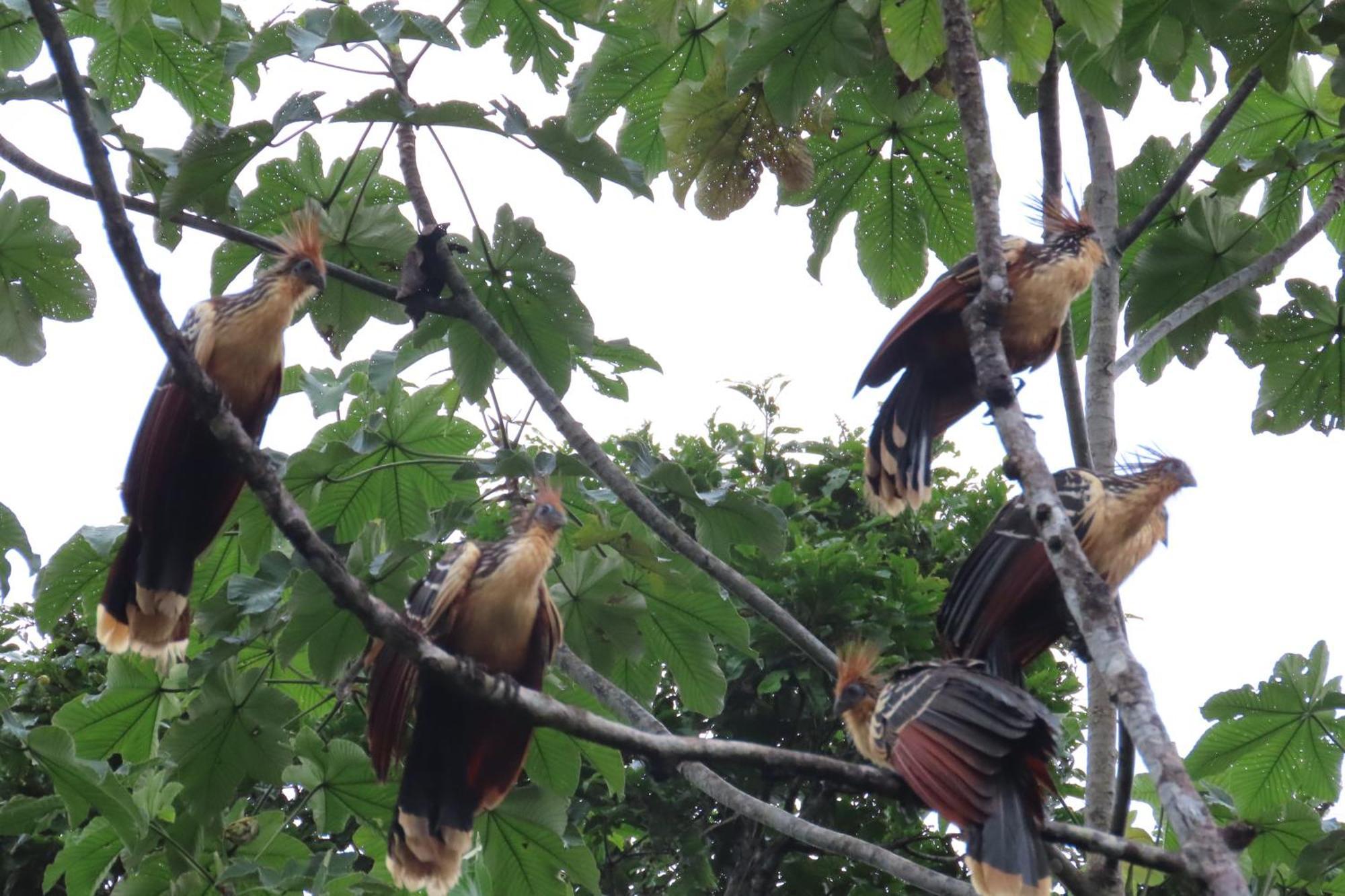 Hospedaje Y Tours Reina Arriera Amazonas Colombia Macedonia Dış mekan fotoğraf