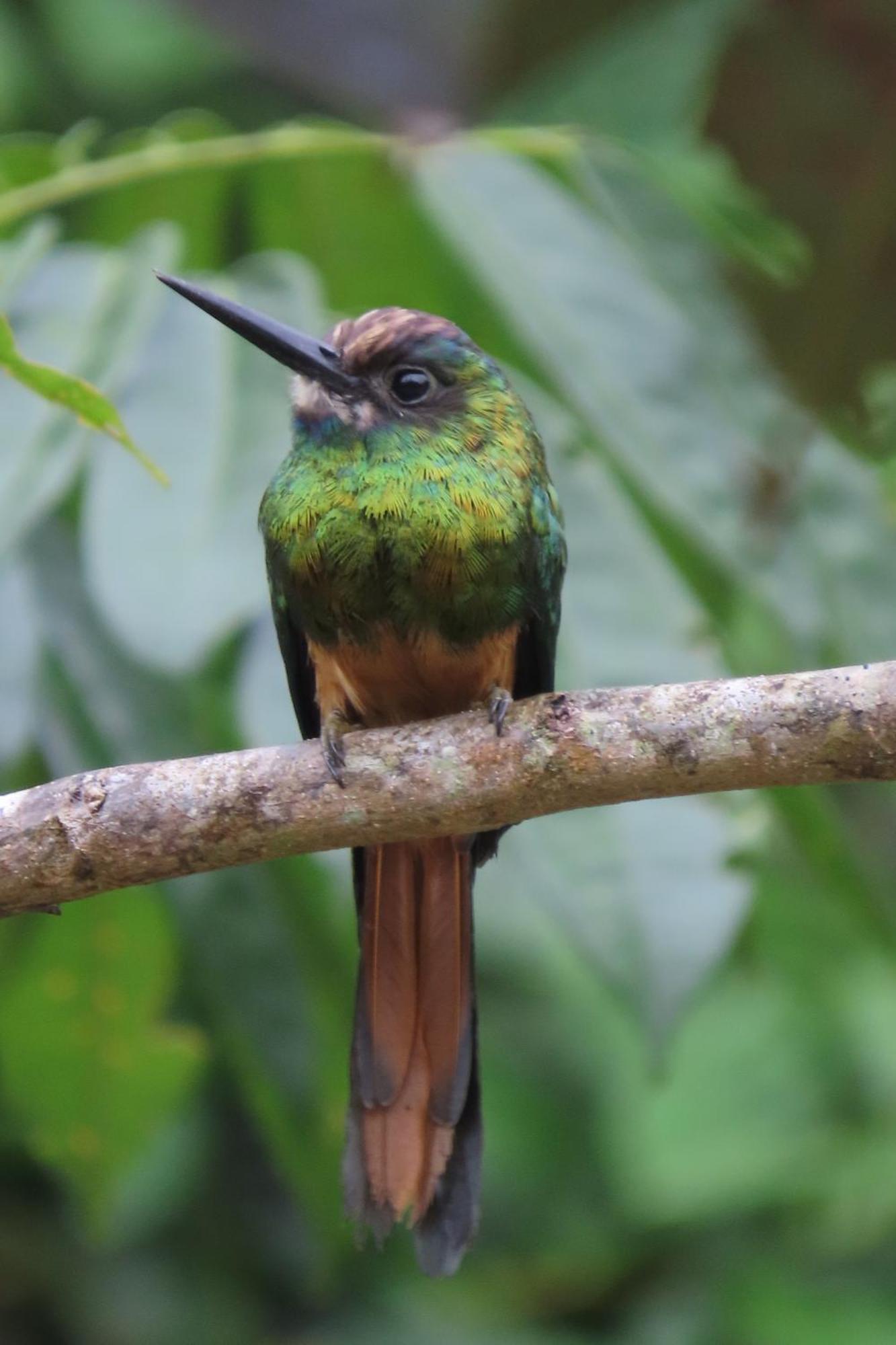 Hospedaje Y Tours Reina Arriera Amazonas Colombia Macedonia Dış mekan fotoğraf