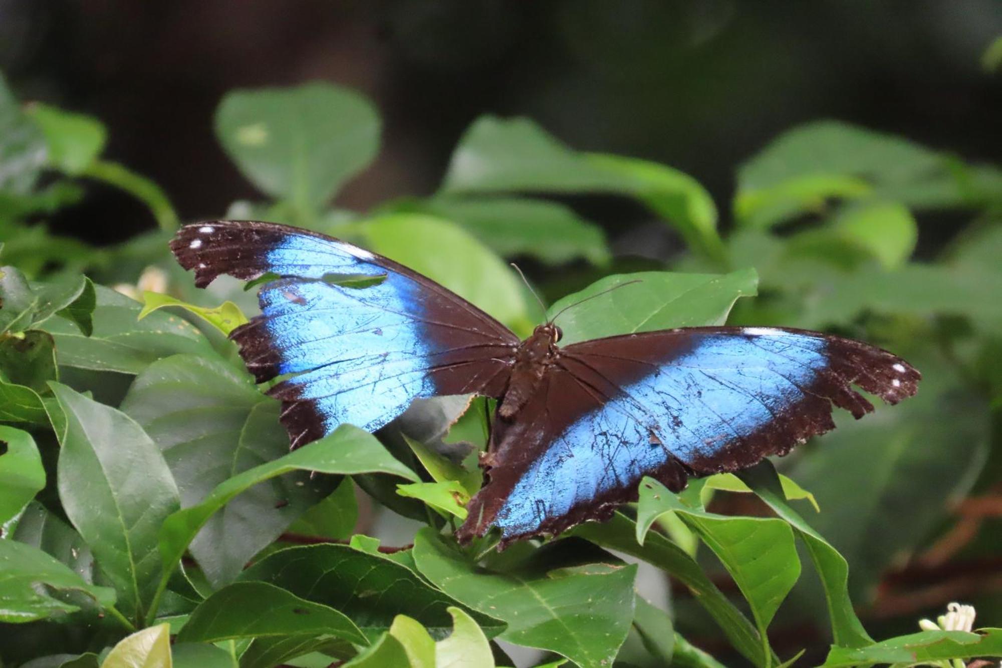 Hospedaje Y Tours Reina Arriera Amazonas Colombia Macedonia Dış mekan fotoğraf